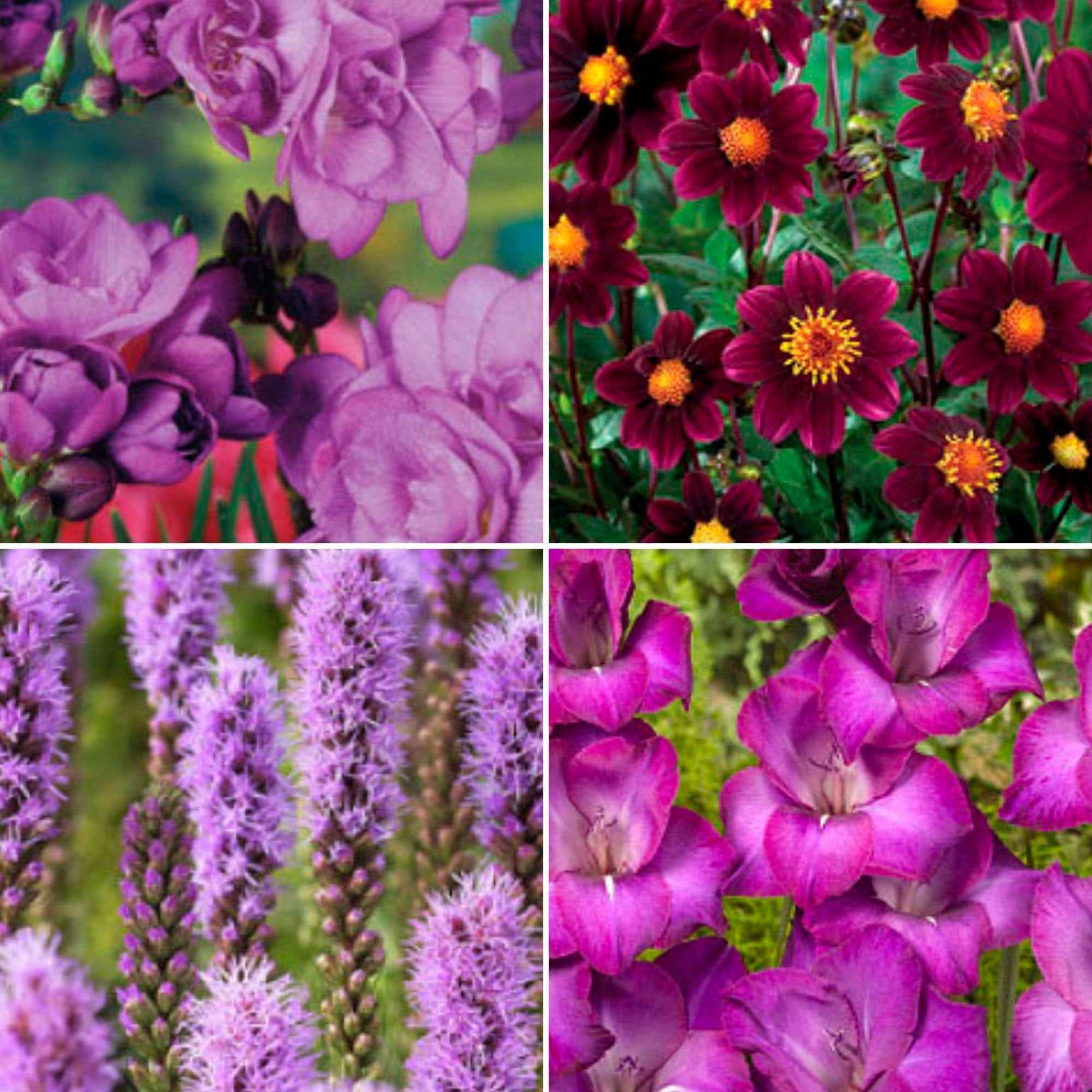 50x Mélange 'Collection Violette' violet acheter | Bakker.com