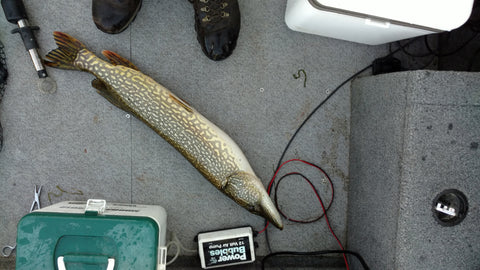 northern pike