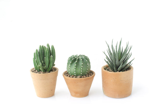 Cute Desk Plants - Gifts for Coworkers