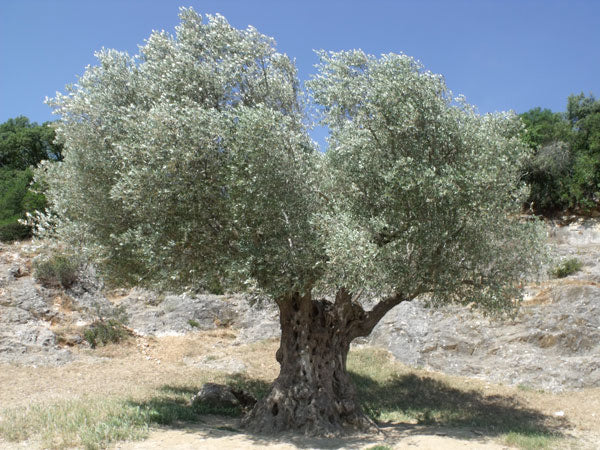 old olive tree