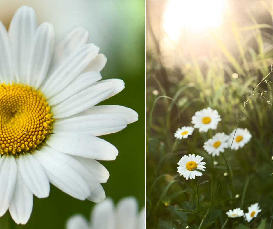 5 Tips for a Creative Diptych for Photographers