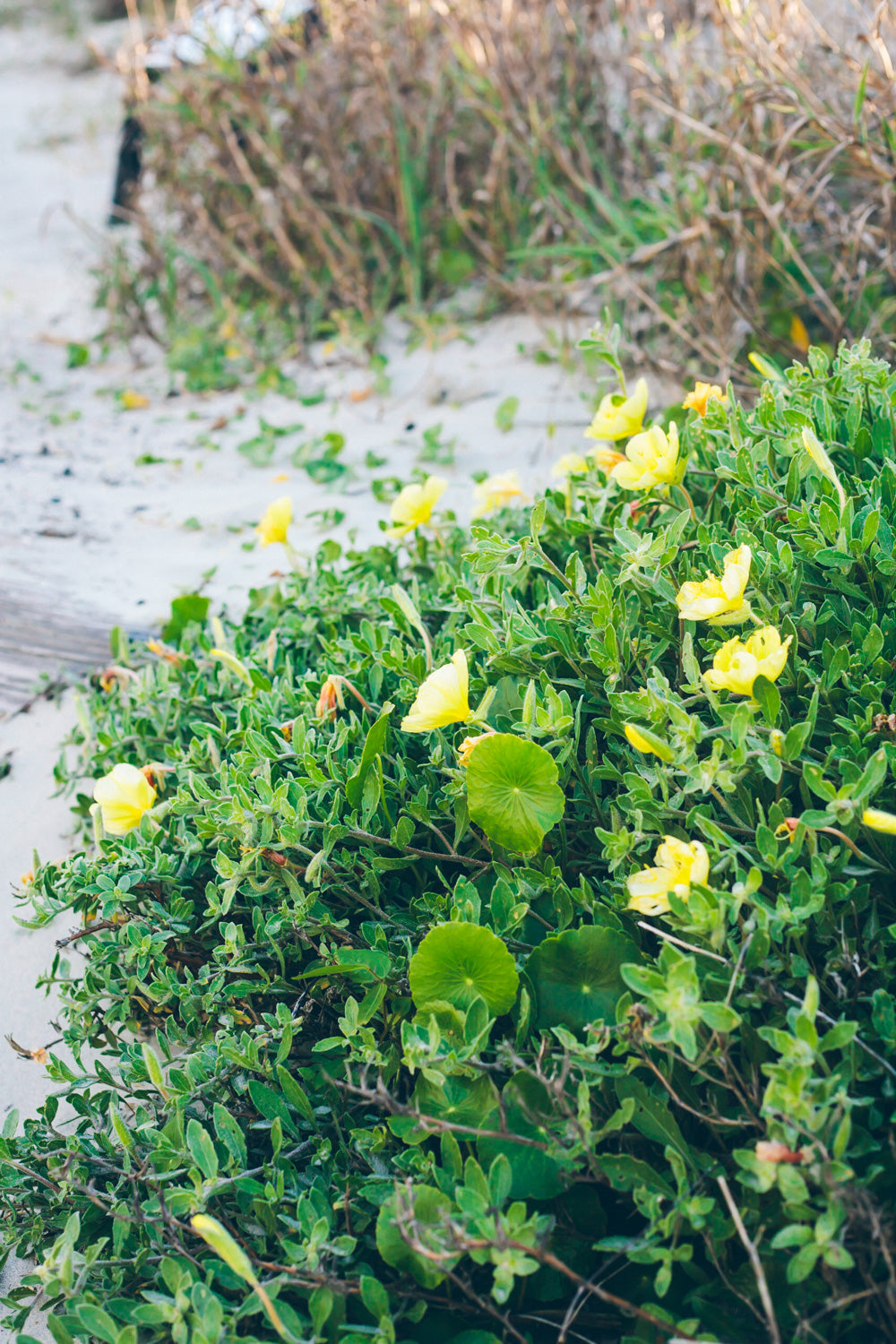 Folly Beach Babe Jewelry Summer 2016 by SoulMakes