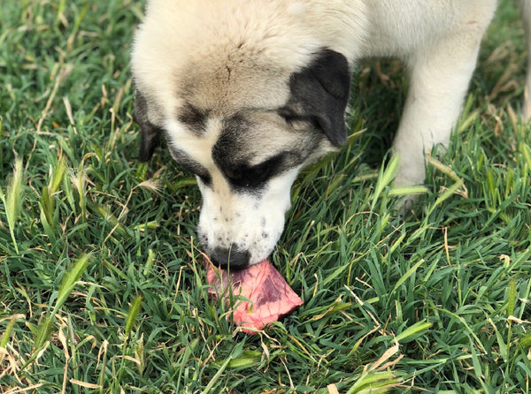 grass fed raw dog food