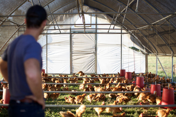 Pasture raised chickens mobile coop