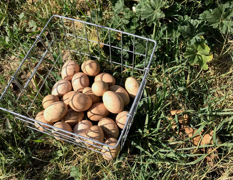 pastured eggs