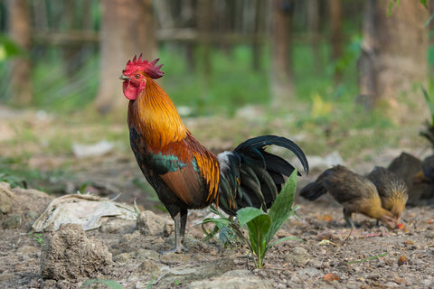 red junglefowl