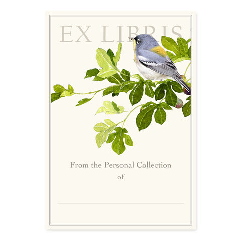 Northern Parula