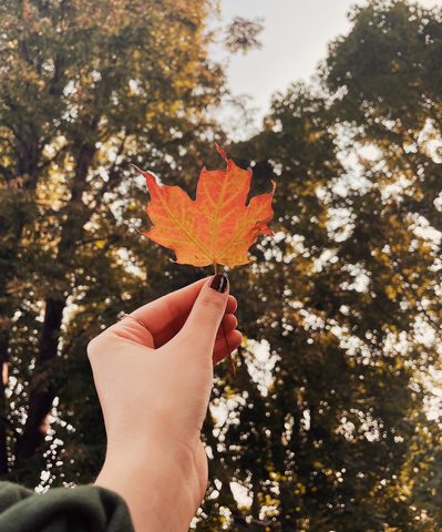 Fall leave in front of a tree during autumn