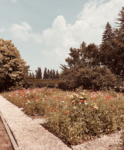 An afternoon at the Montreal Botanical Garden to admire beauty of flowers