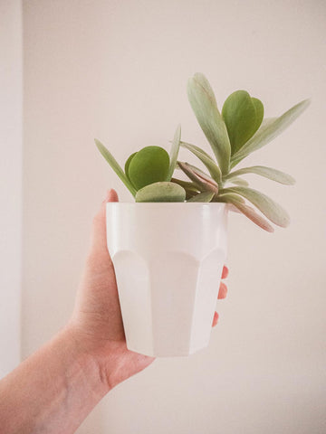 plant jar by mimi and august