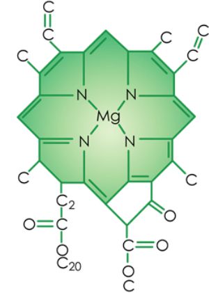 Matcha chlorophyll