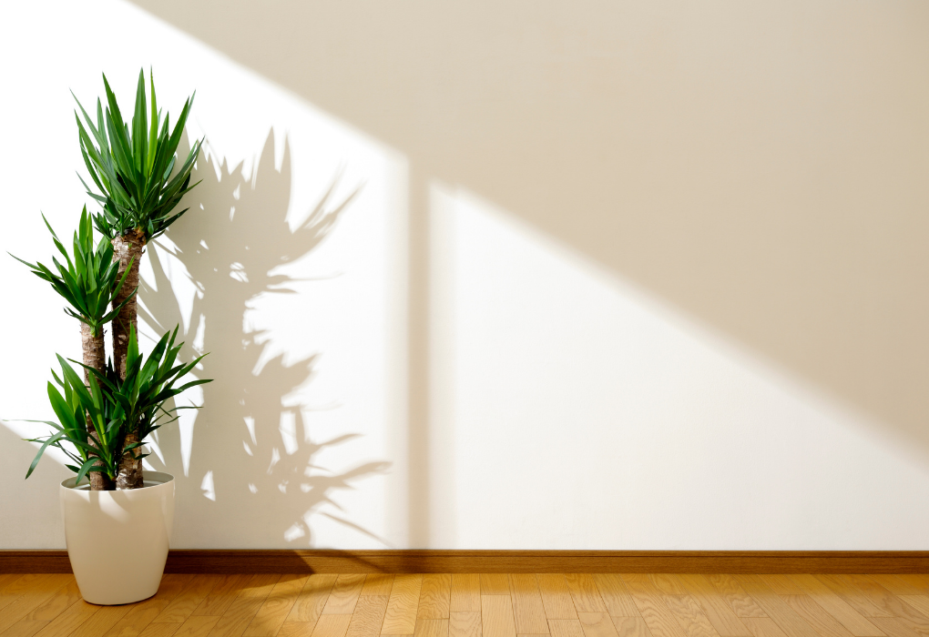 Best low-light plants