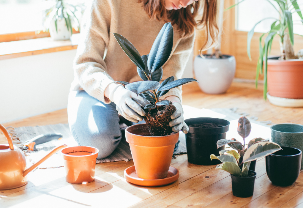 5 Best Plant Apps To Take Better Care Of Your Plants