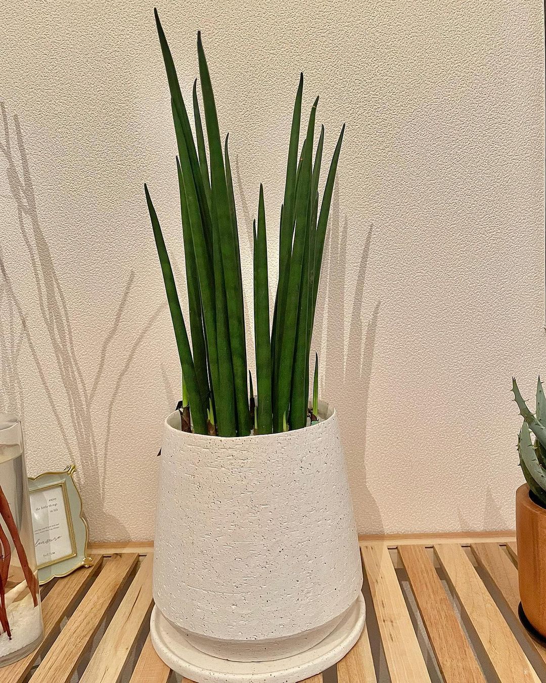 Snake Plant Care