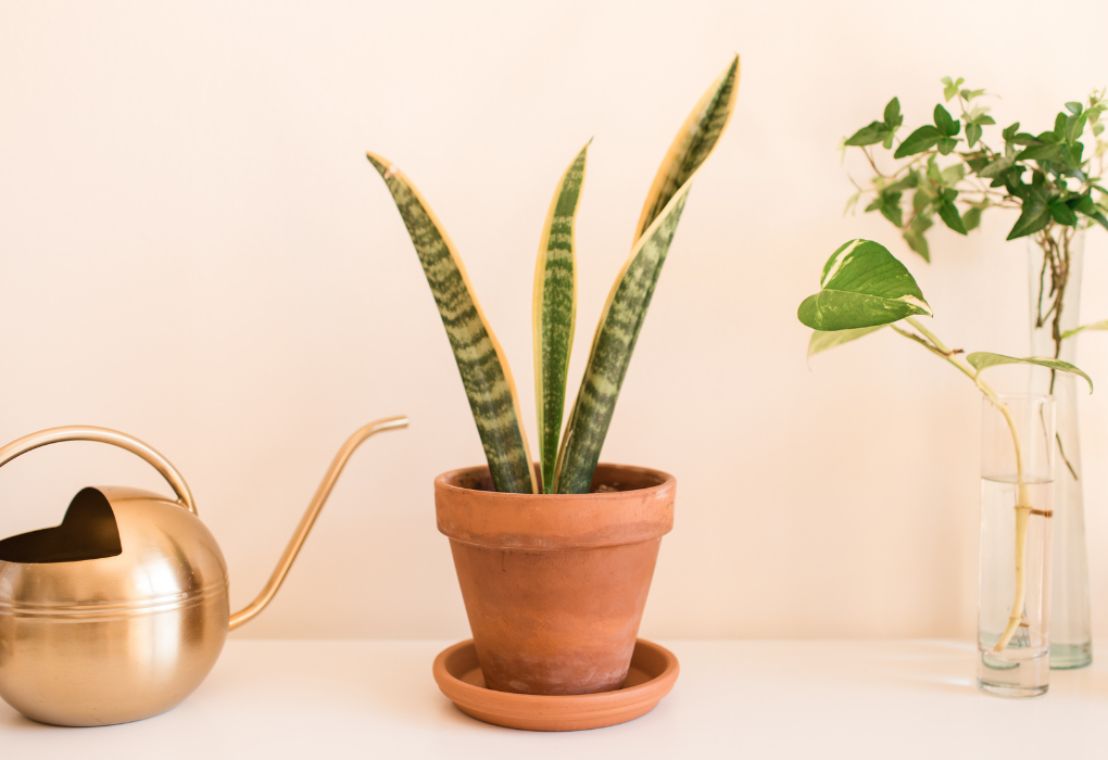 Snakeplant Care Guide