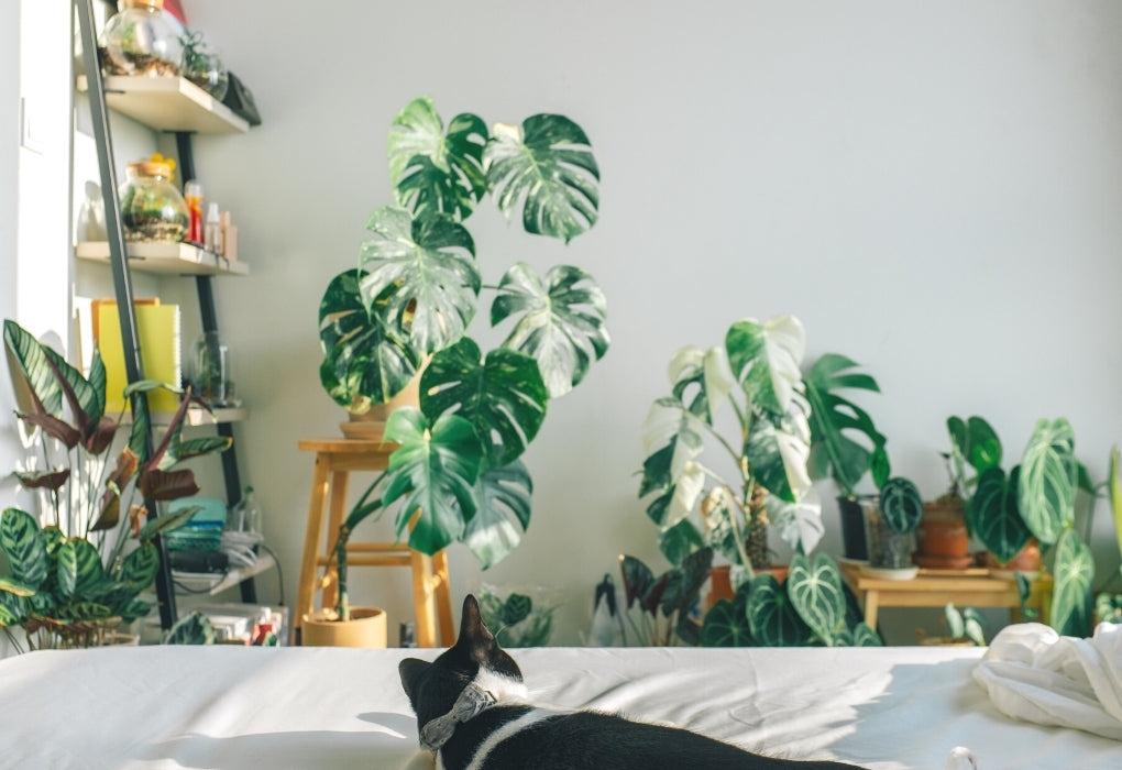 Houseplant Lighting Guide