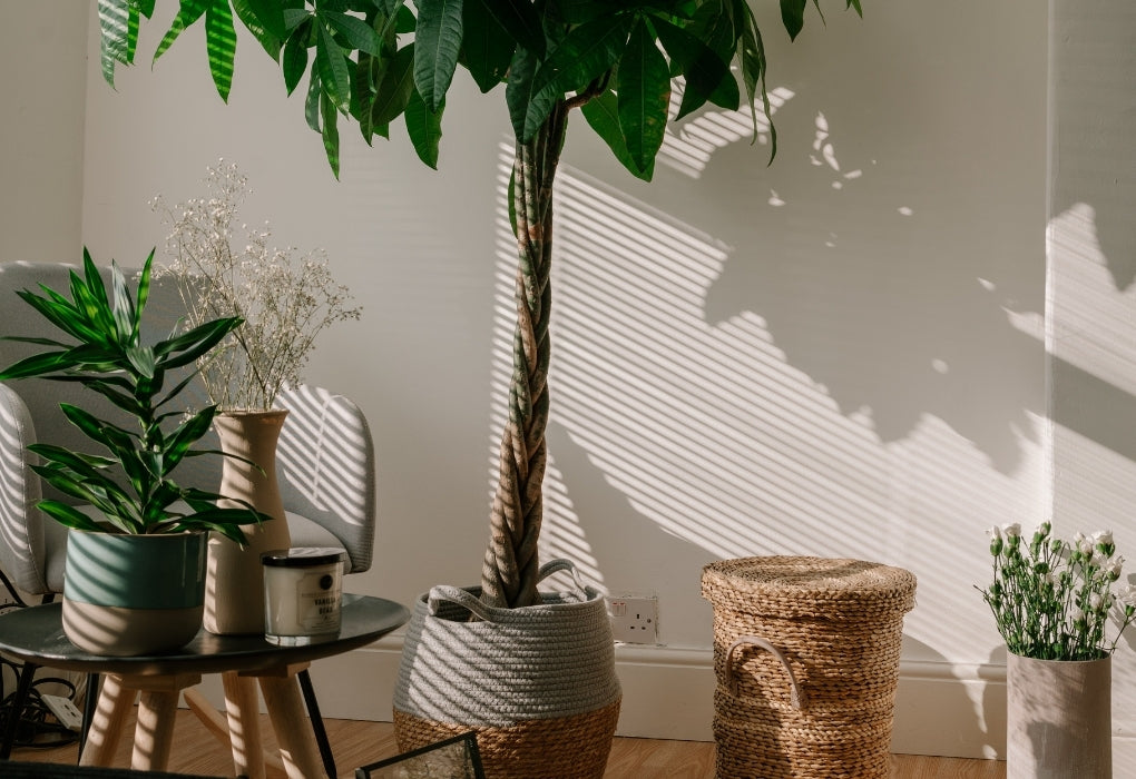 Houseplant Lighting Guide