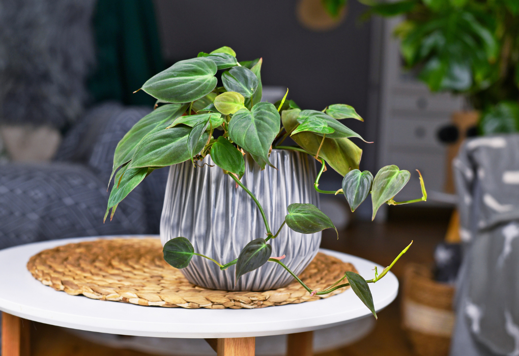 Air-Purifying Plants Philodendron