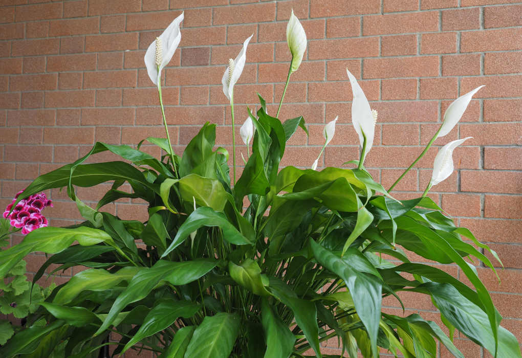 Air-Purifying Plants Peace Lily