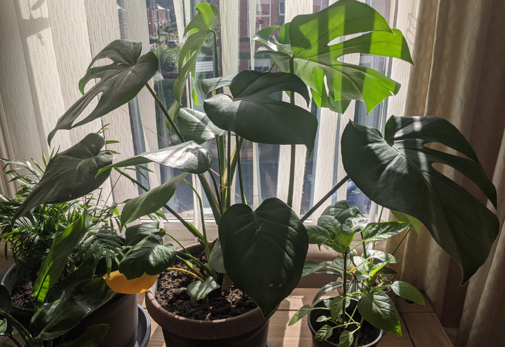 Indoor Lighting For Plants