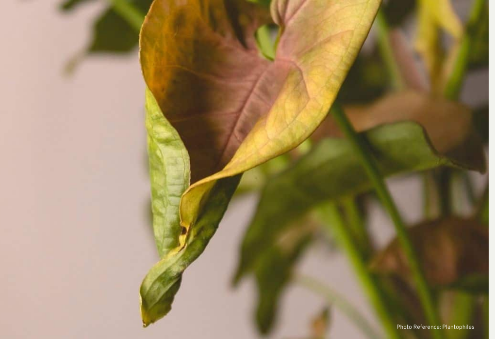 discoloration of plant leaves