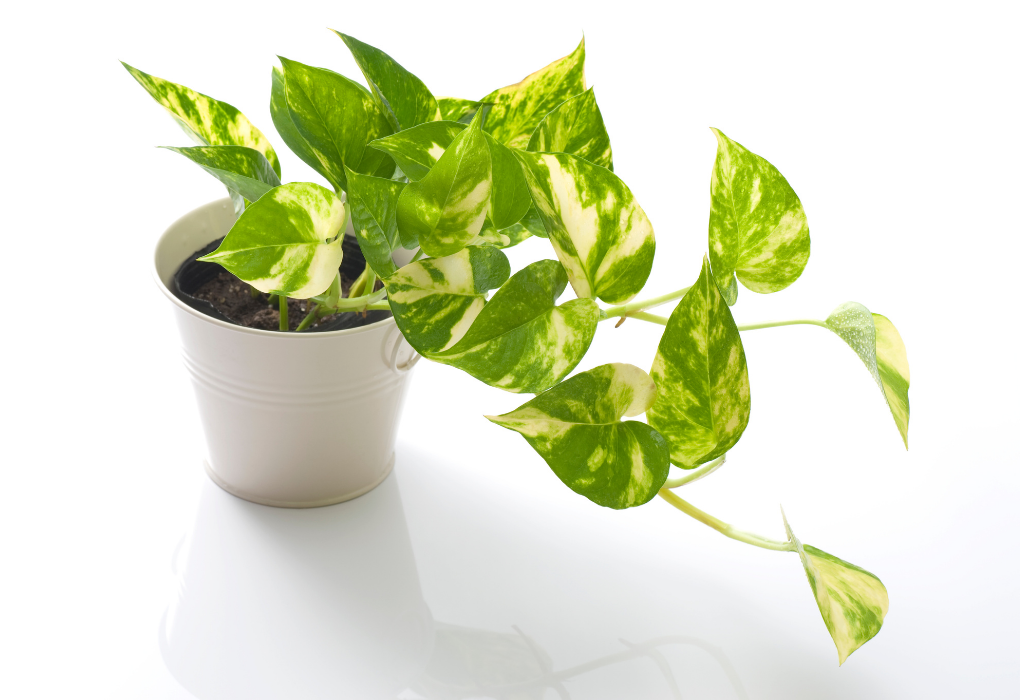 Air-Purifying Plants Pothos