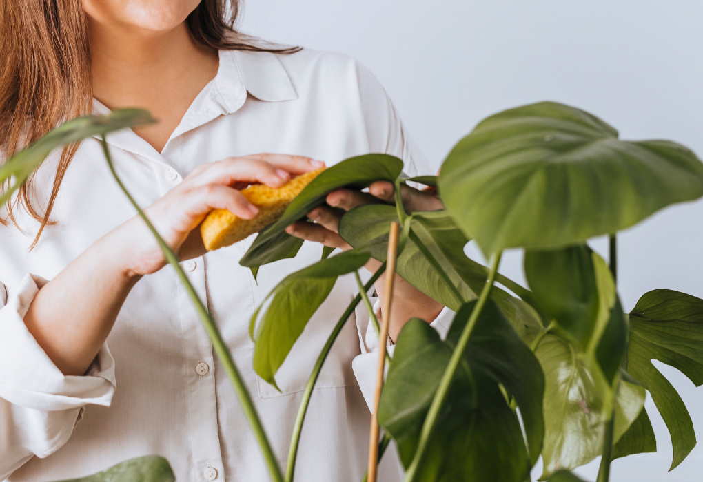 Cleaning plant leaves with cloth