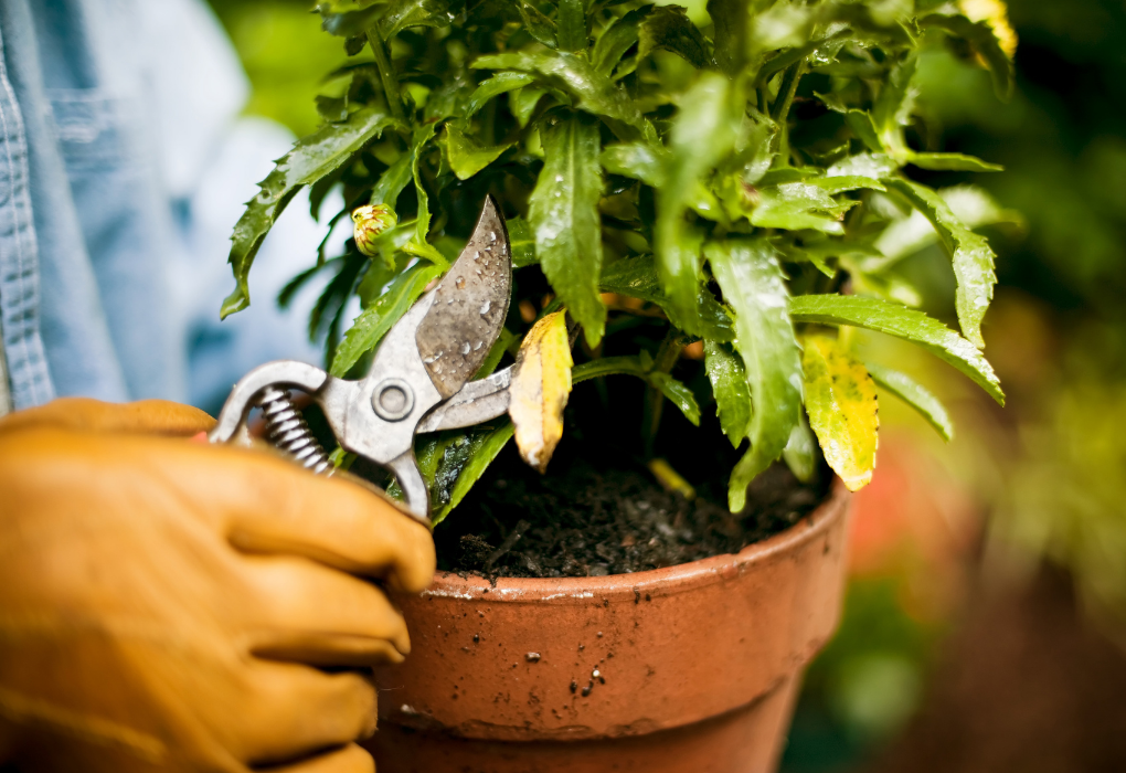 Pruning dead leaves