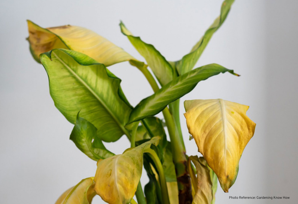 yellow plant leaves