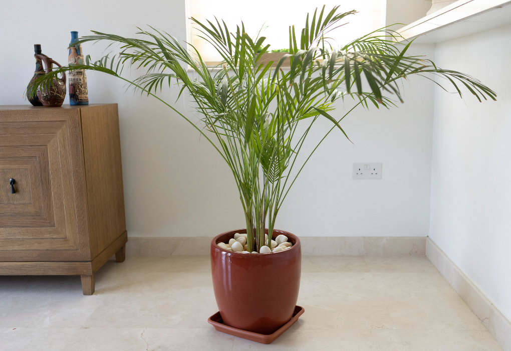 Air-Purifying Plants Bamboo Palm