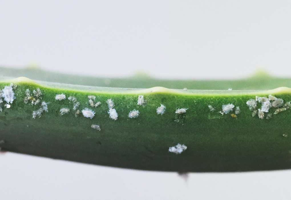 How to check for plant pest, bugs, aphids, mealybugs