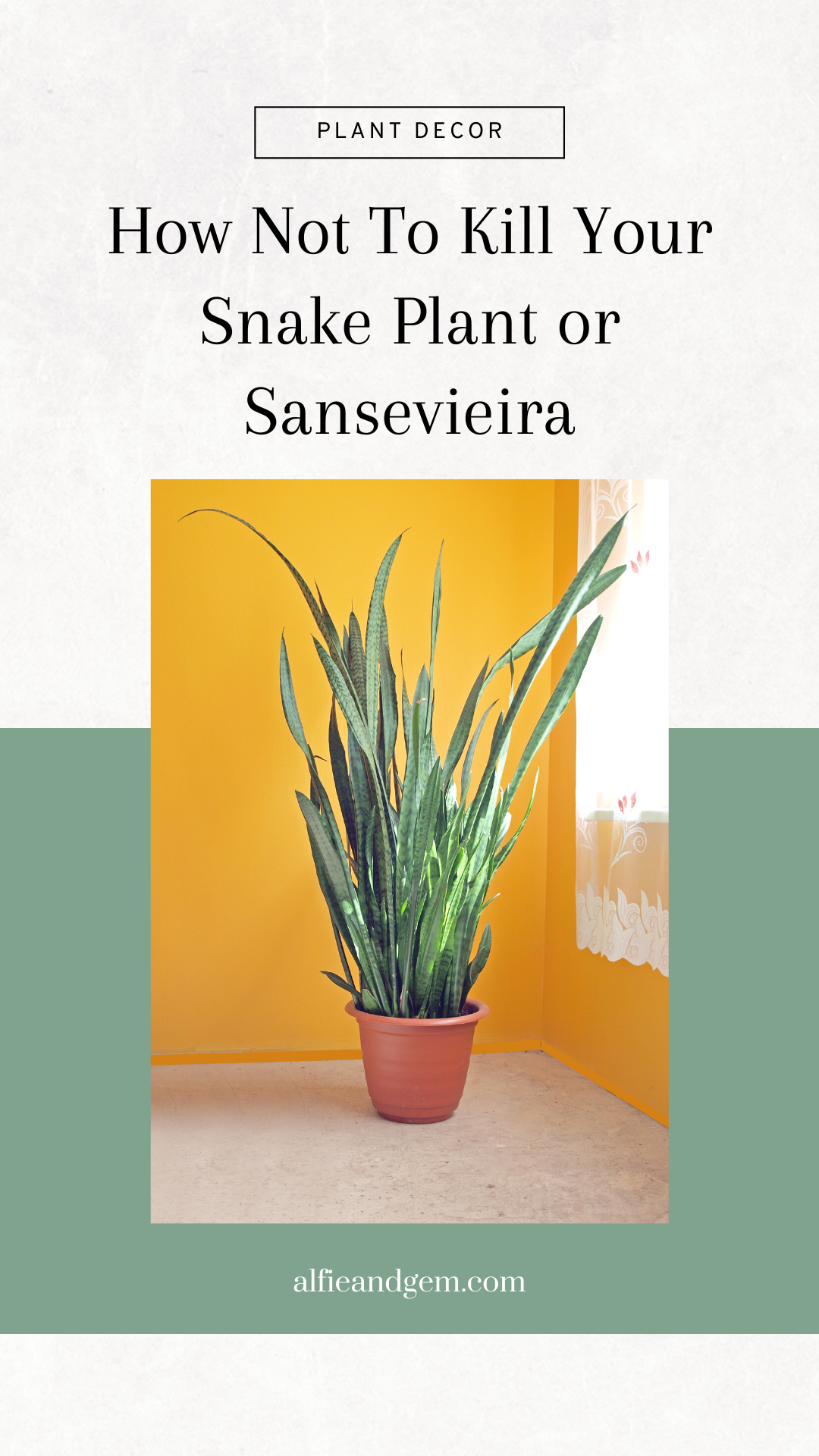 Snake Plant Care Guide