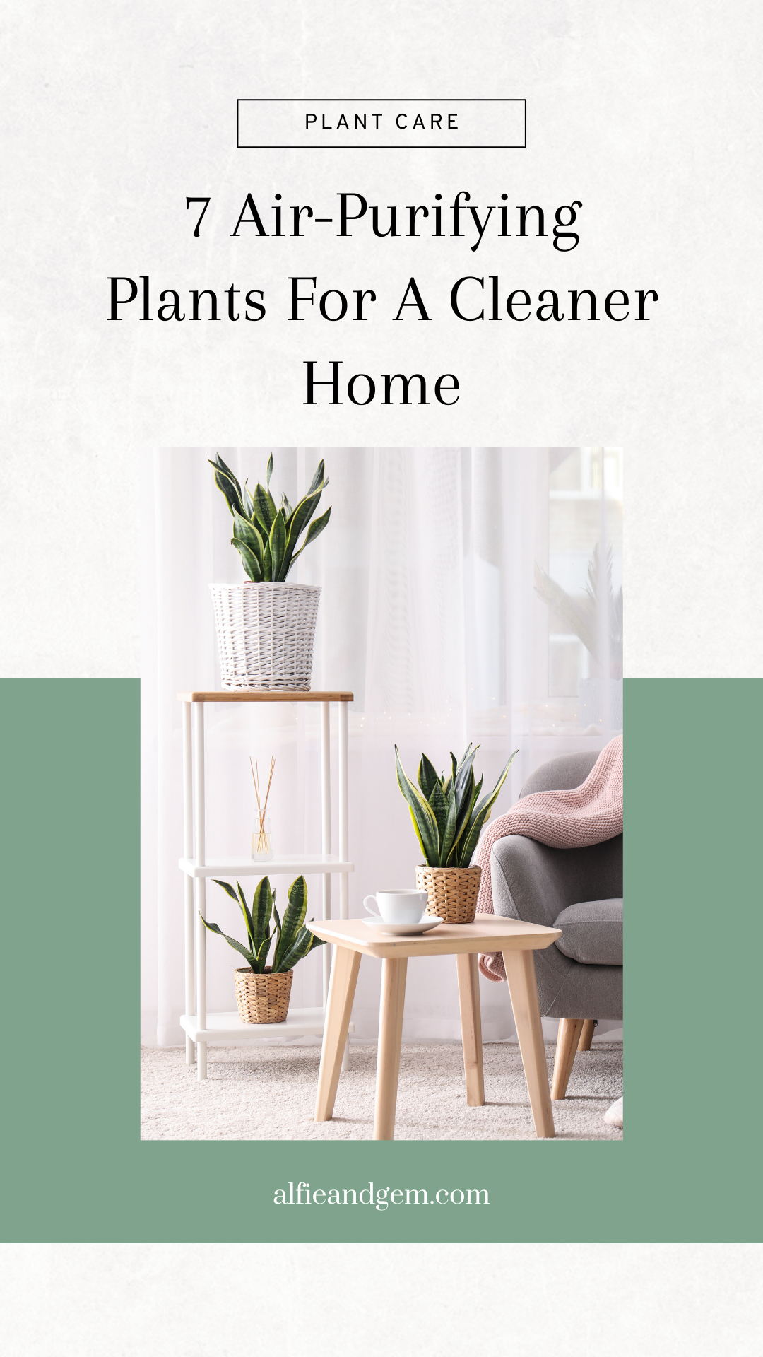 Air-Purifying Plants