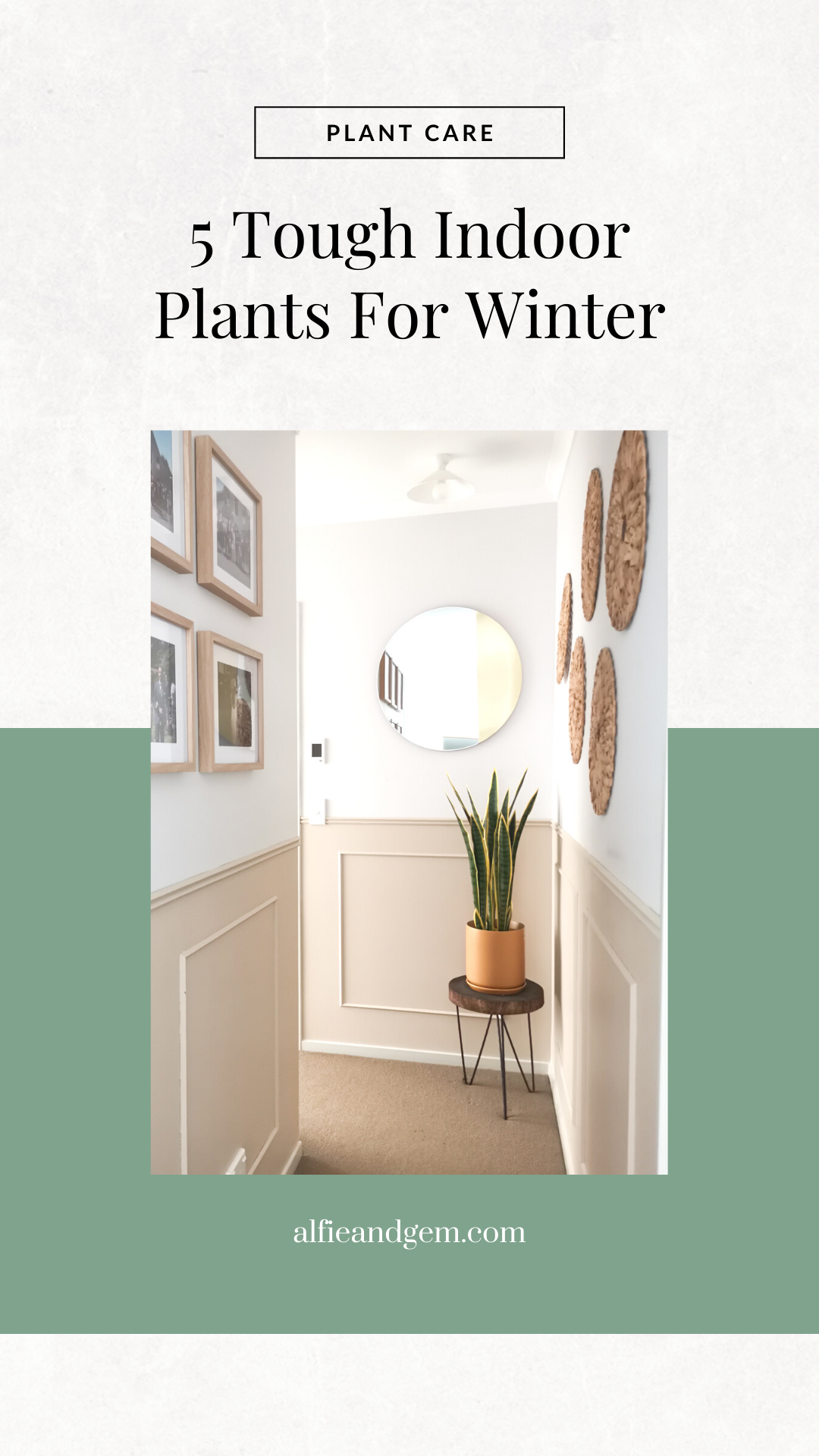 Best Winter Plants