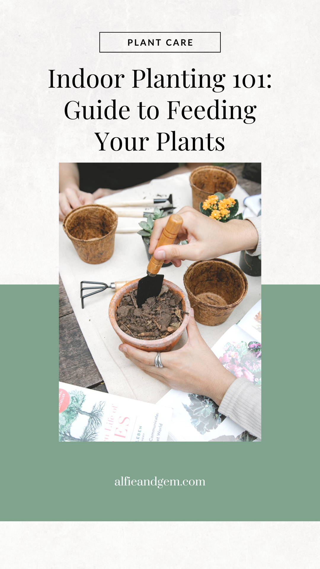 Guide to Feeding Your Indoor Plants