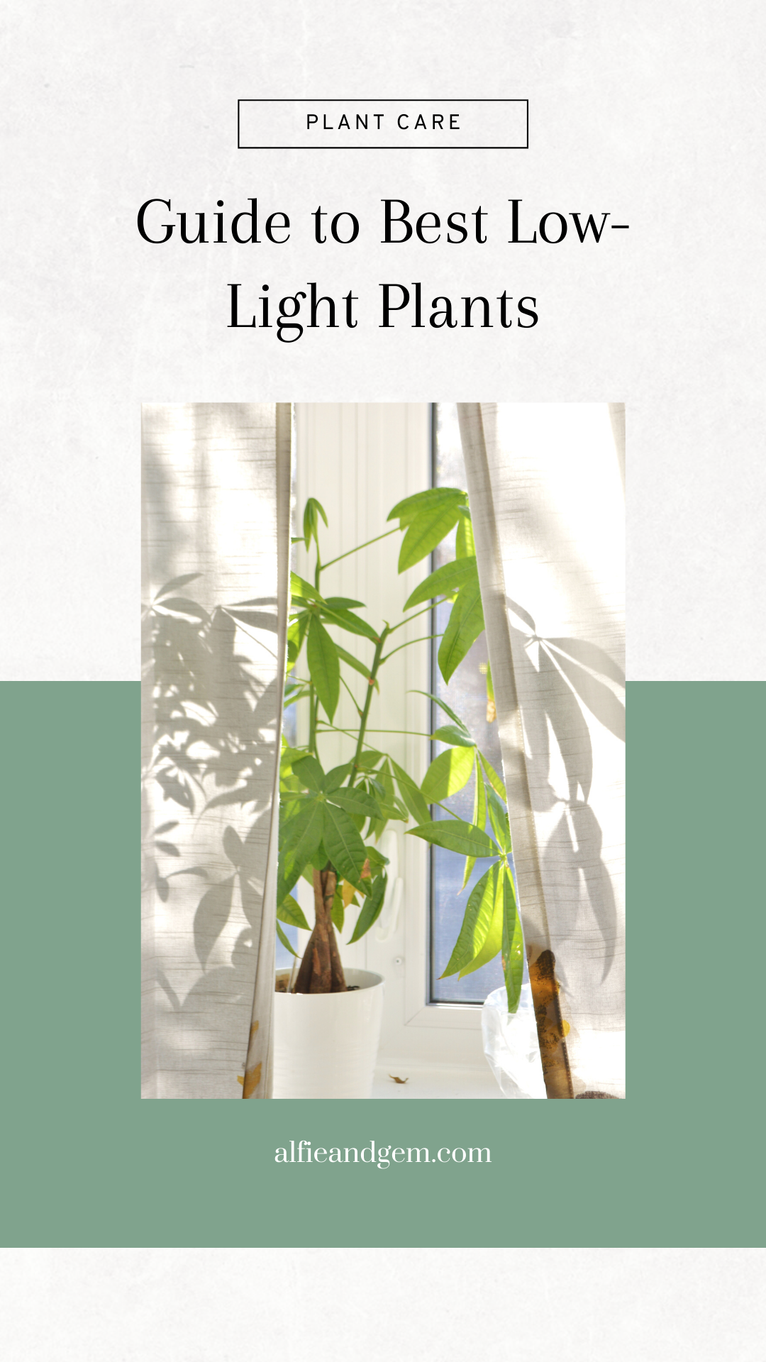 Best low-light plants