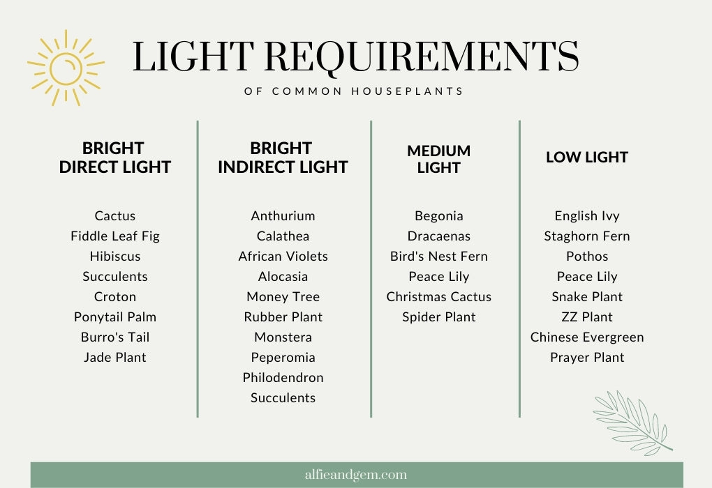 Common Indoor Plants Light Requirements