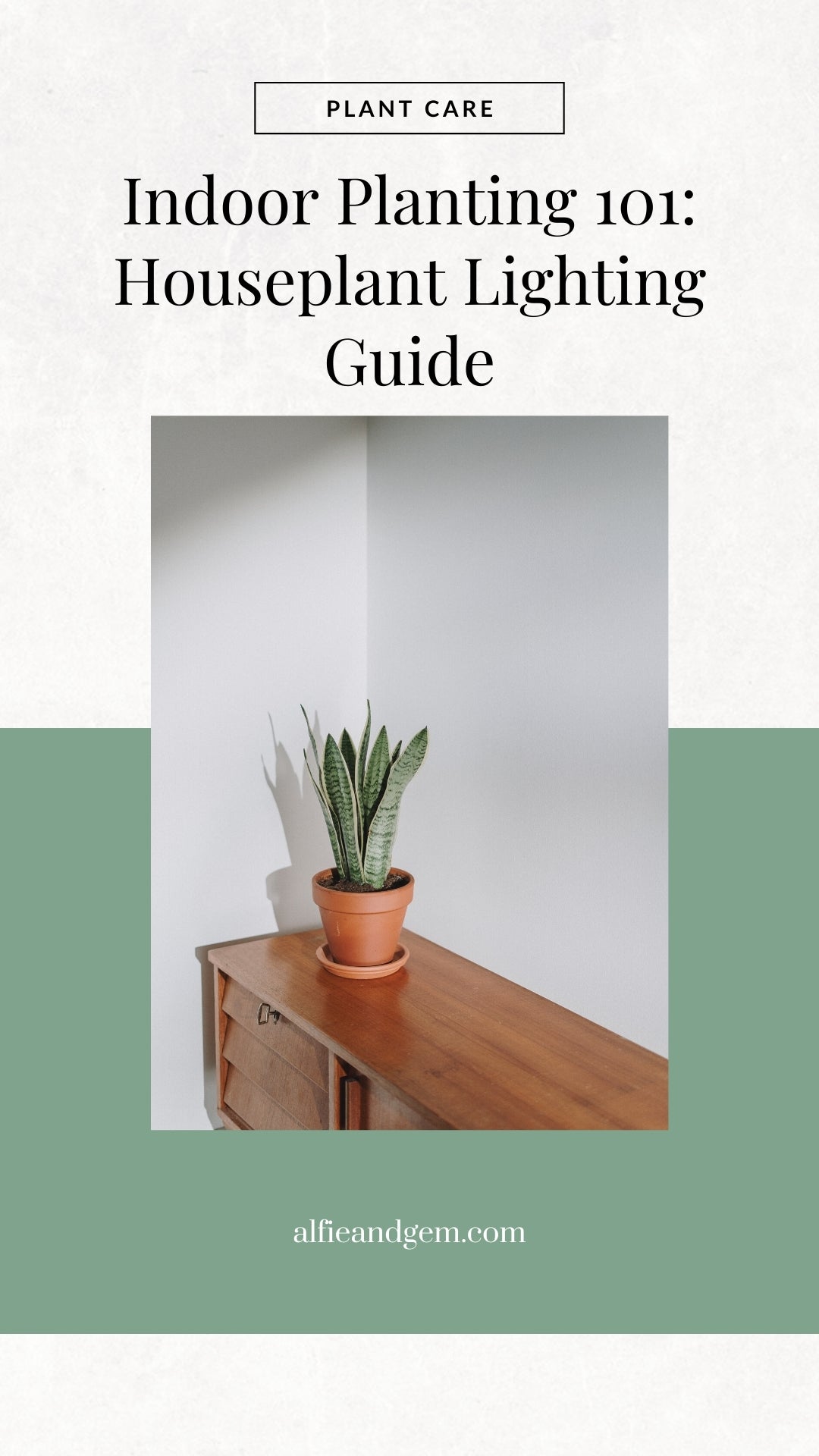 Indoor Planting 101: Houseplant Lighting Guide