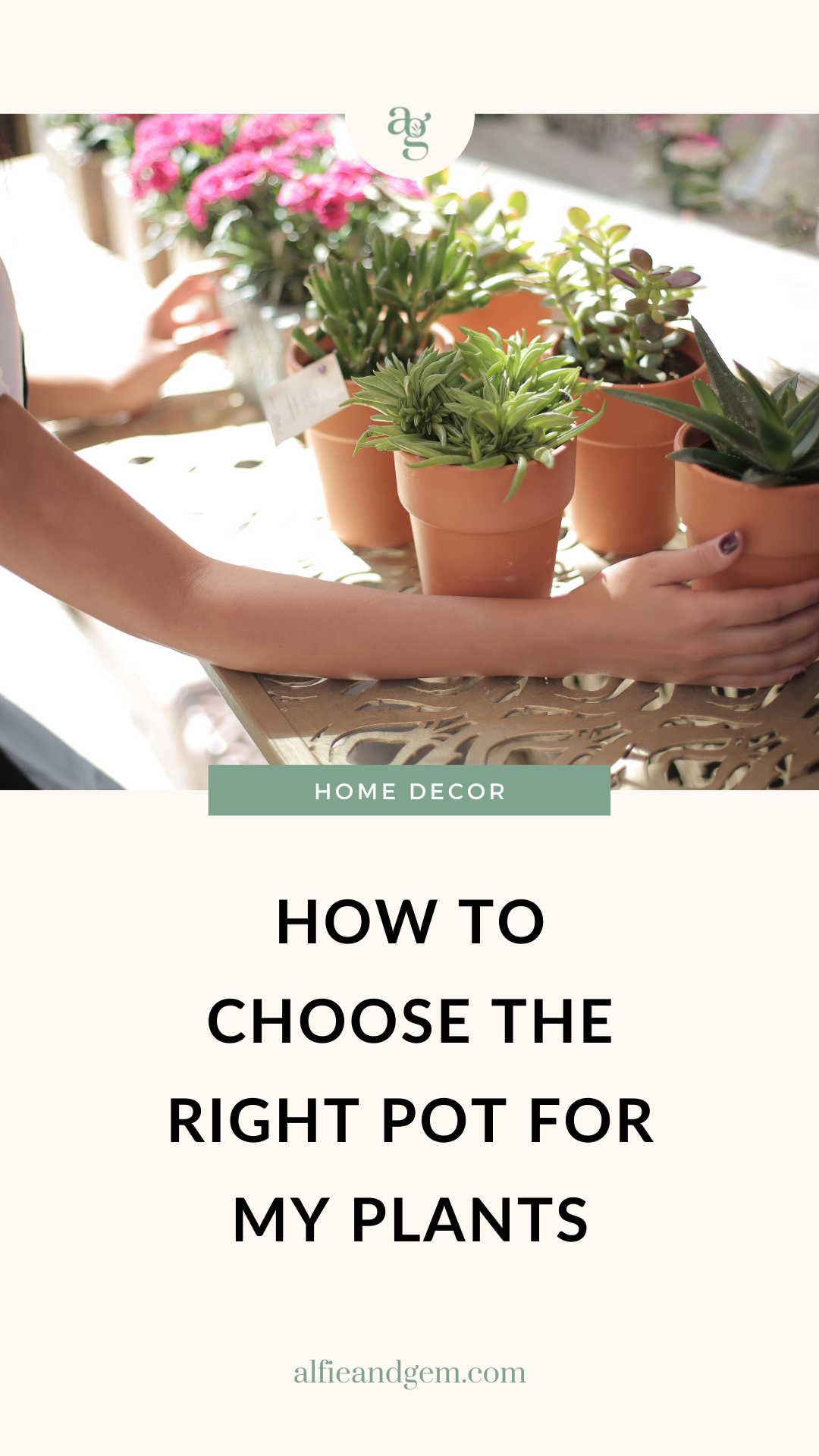 How to choose the right plant pot