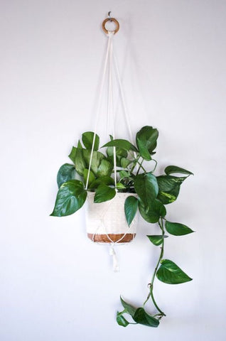 Pothos hanging plant