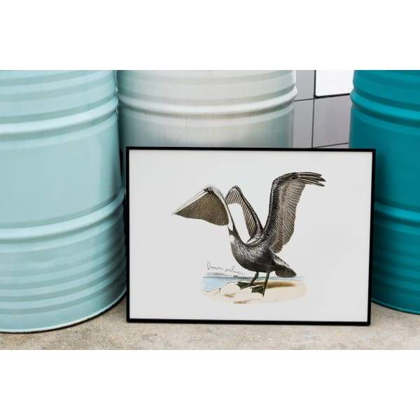 St Kitts and Nevis national bird | Brown Pelican - 5x7 Unframed Print - Birds