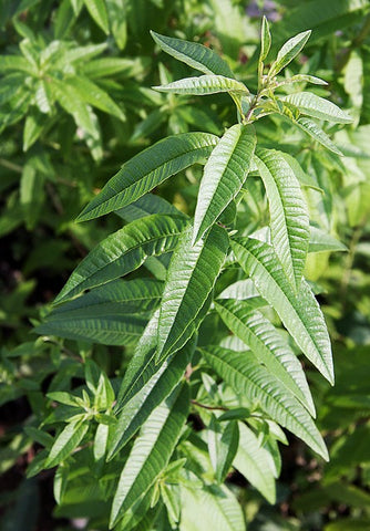 variétés de verveine