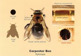 Carpenter Bee Diagram