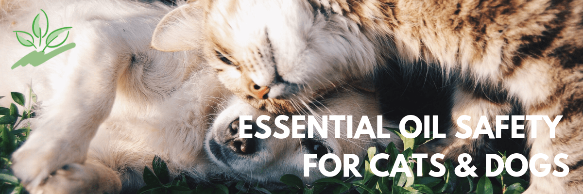 is eucalyptus oil safe for cats and dogs