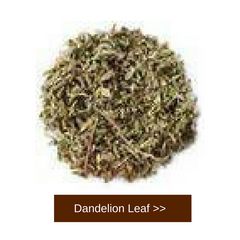 Dandelion Root Leaf