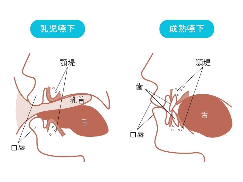 乳児嚥下と成熟嚥下