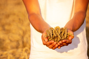 A person’s hands holding raw wheat