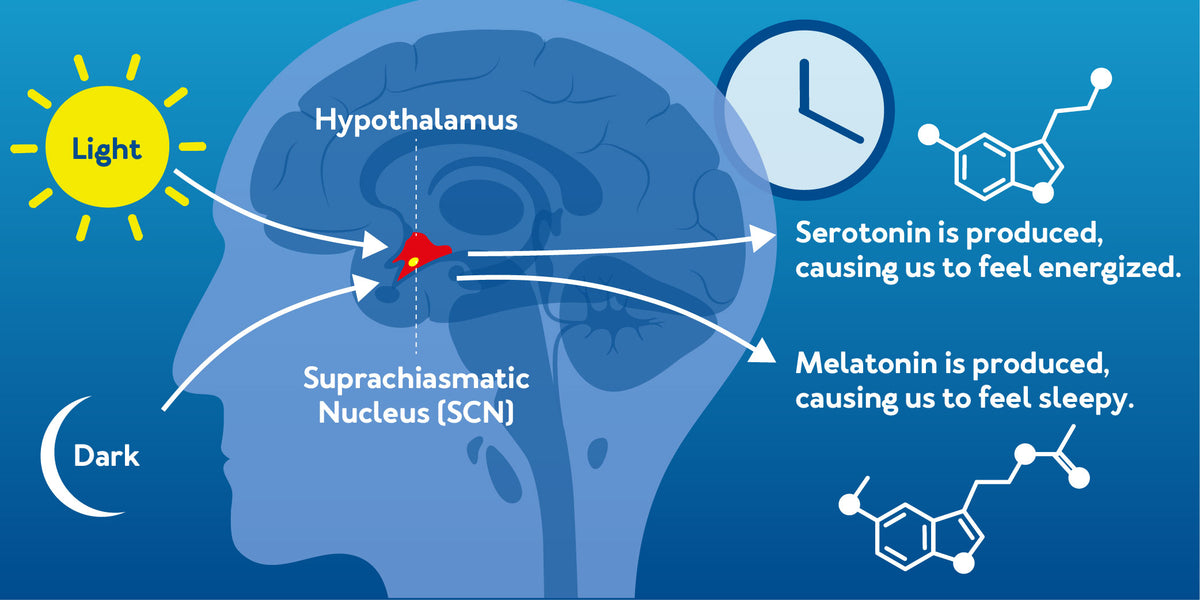 Circadian Rhythm Diagram , further details are provided below