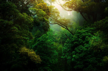 Various tree branches in a forest