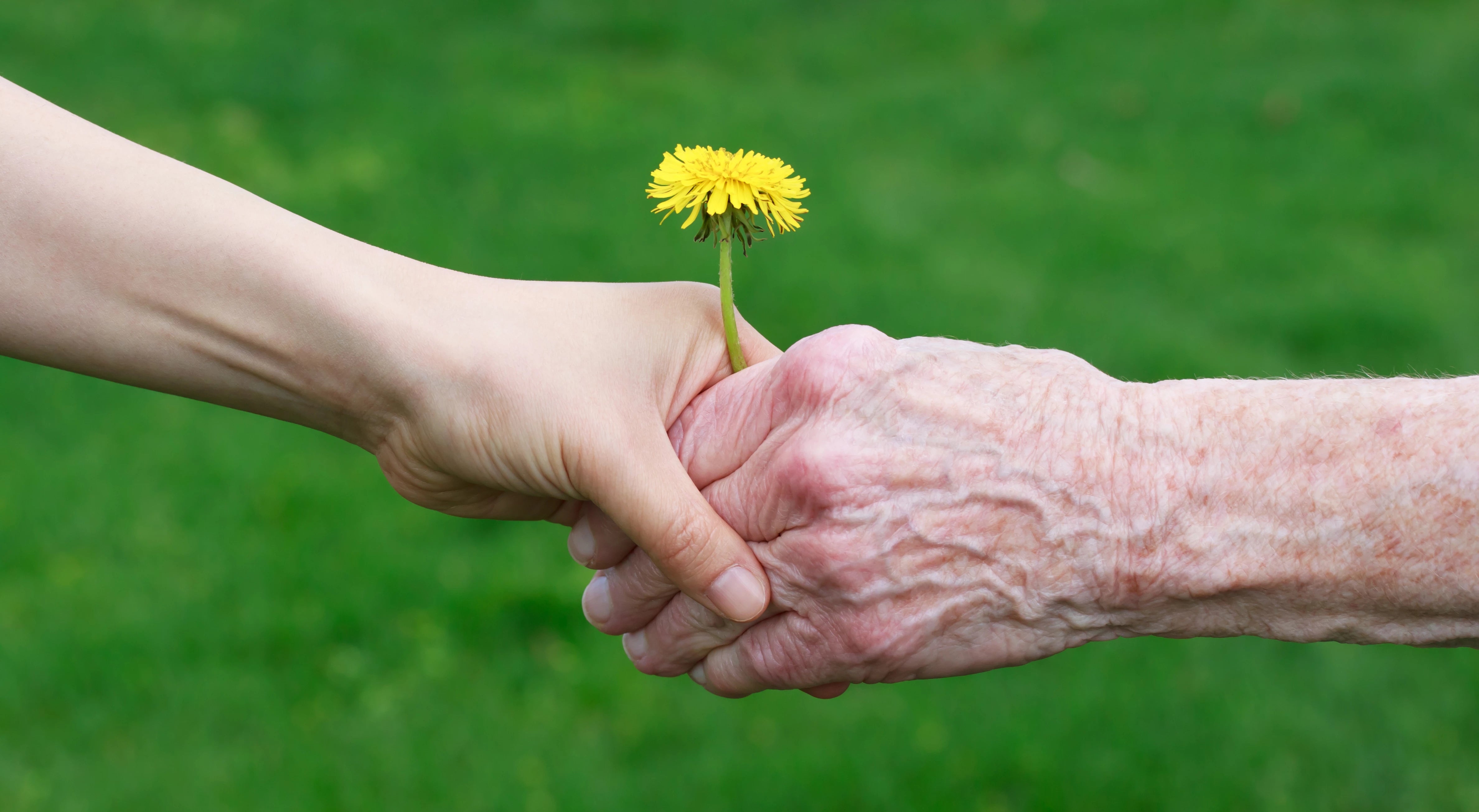 A close up of an elderly hand holding a young hand and flower